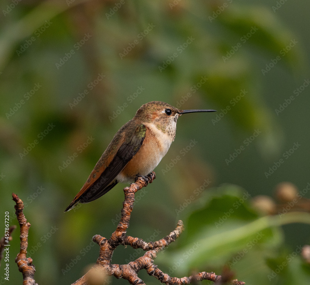 Obraz premium hummingbird, flying, perching, bird