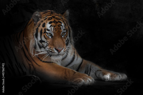 powerful head and outstretched strong paws of a beautiful tiger amur tiger symbol of the year of the tiger isolated black