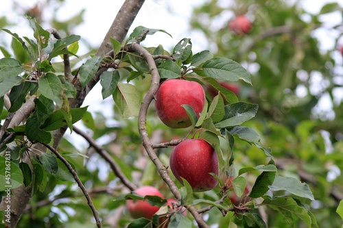 Ripening apples on branches in autumn
