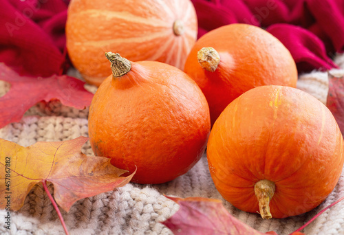 ripe orange pumpkins lie on a warm light knitted blanket surrounded by autumn leaves
