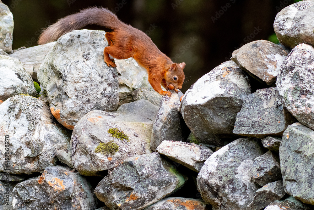 Obraz premium A red squirrel (Sciurus vulgaris) on a wall in a forest in northern Scotland