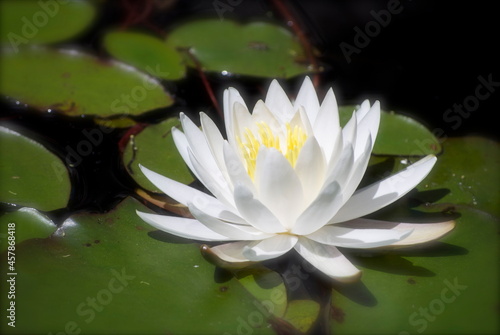white water lily pond flower