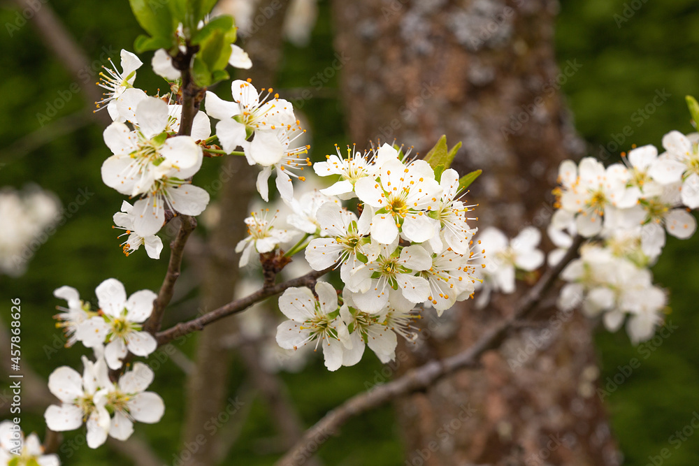 Fleurs de cerisier