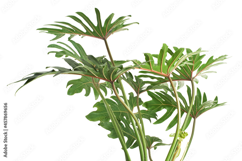 Philodendron Xanadu, Xanadu leaves  isolated on white background, with clipping path  