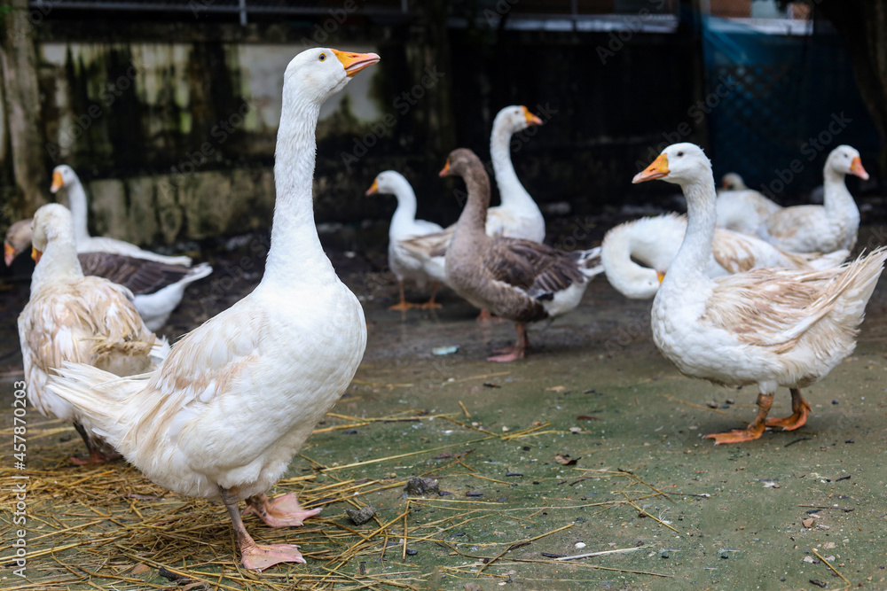 The group goose eatting food in garden at thailand The group goose eatting food in garden at thailand