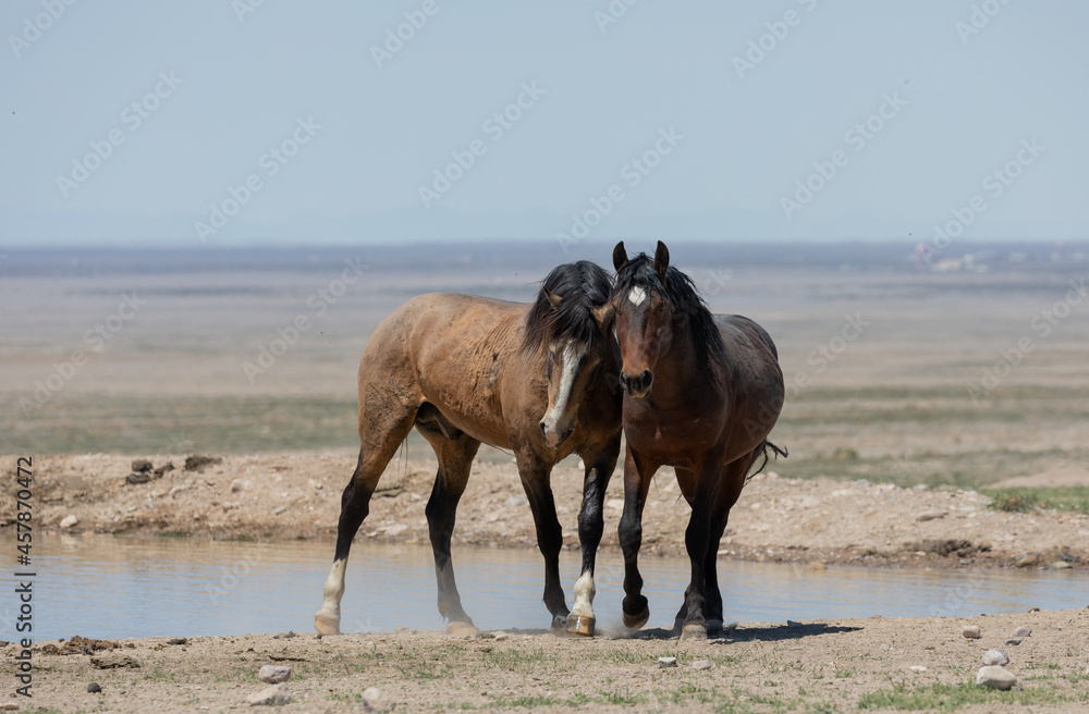 Wild Horses in Spring in the Utah Desert Wild Horses in Spring in the Utah Desert