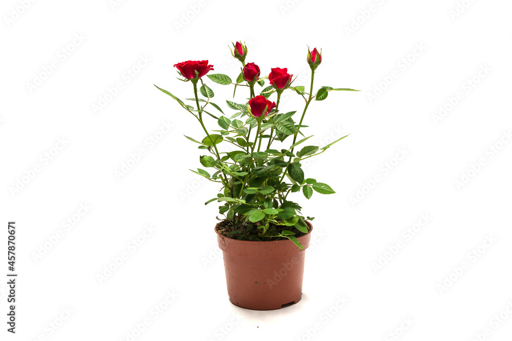 Fototapeta premium Red roses in a pot isolated on white background.