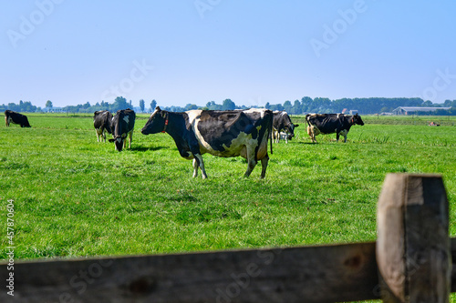 The Netherlands,Sep 8,2021-Cows in pasture with farm in the background. Dutch government wants to expropriate farmers to reduce livestock to solve the nitrogen crisis for housing and road construction photo