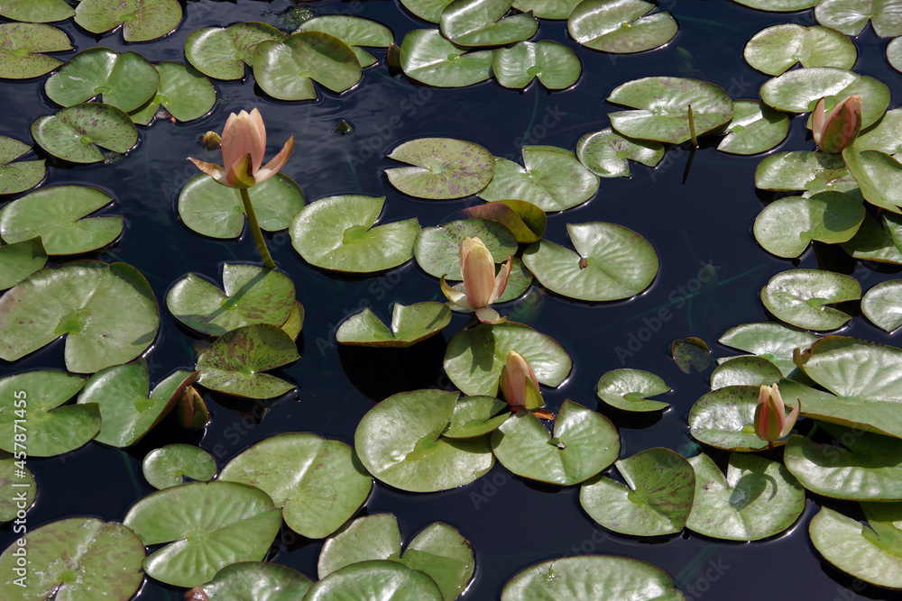 Water lilies on a pond Water lilies on a pond