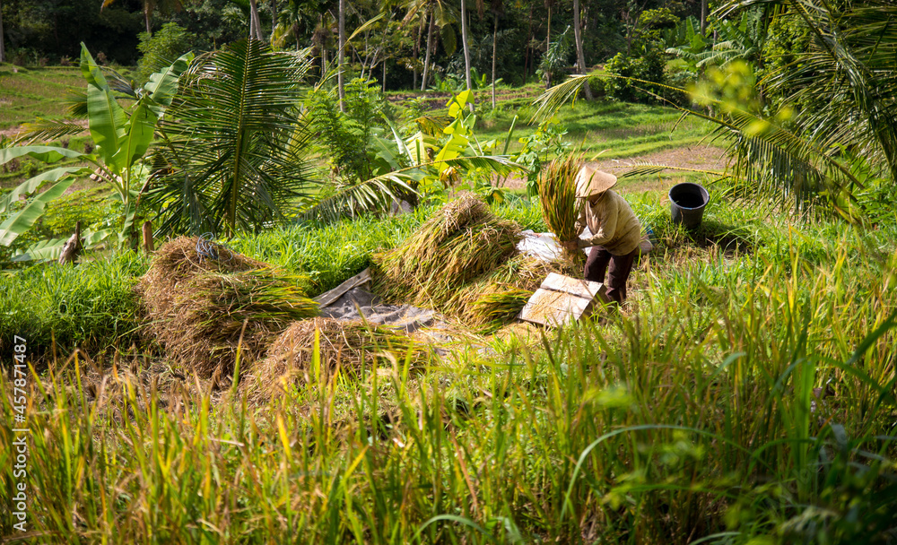 Fototapeta premium Rice field