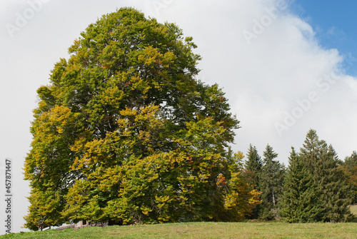 maestoso albero di montagna in estate photo