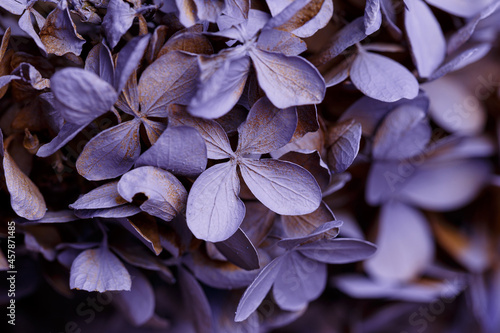 Close-up of purple and pink dried flowers. Macrophotography. Abstract texture. Cotton flowers. Flower arrangement with purple flowers and cotton. Minimal background concept. Composition