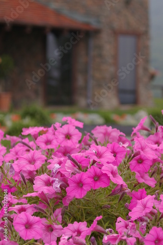 pink flowers in front of brick house