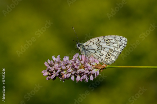 a white butterfly on a purple flower, Melanargia russiae