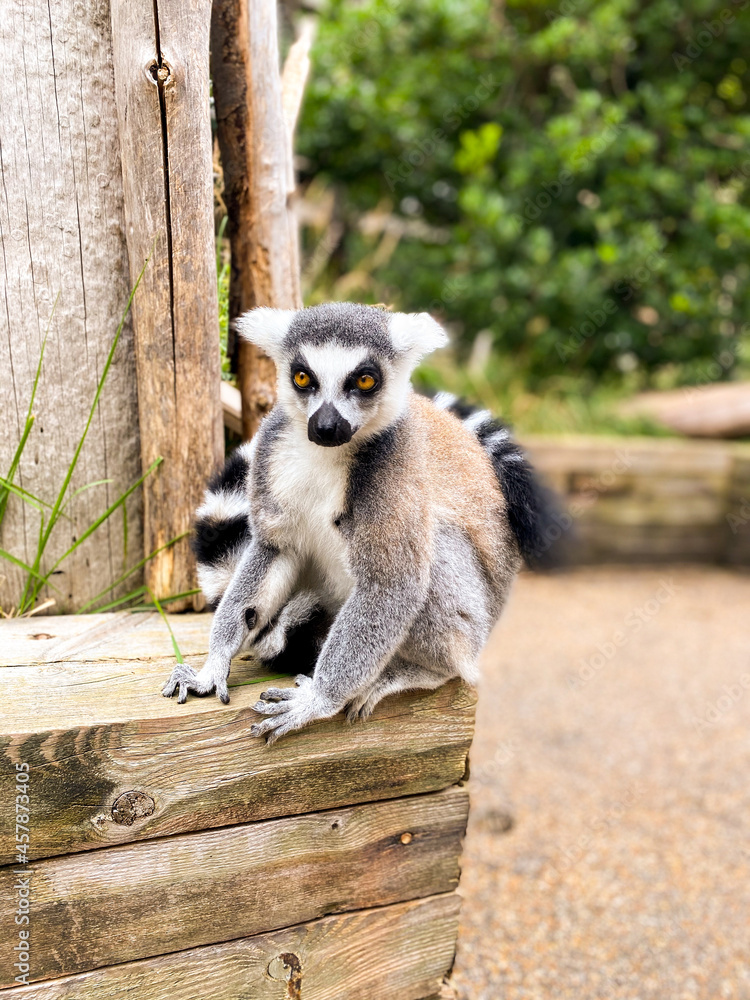 Fototapeta premium Lemur sitting