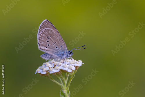 little blue butterfly on white flower, Phengaris rebeli © kenan