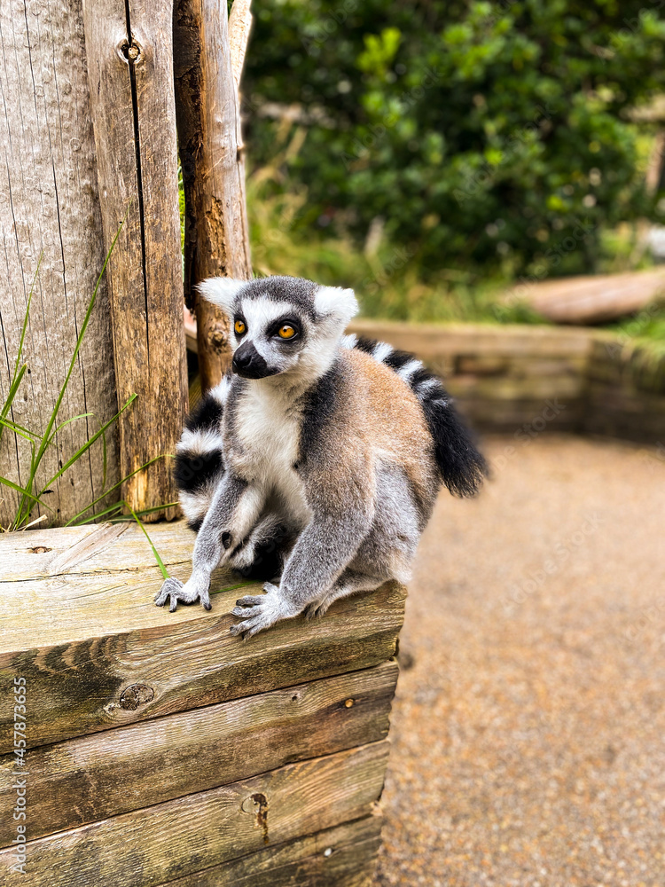 Fototapeta premium Lemur sitting