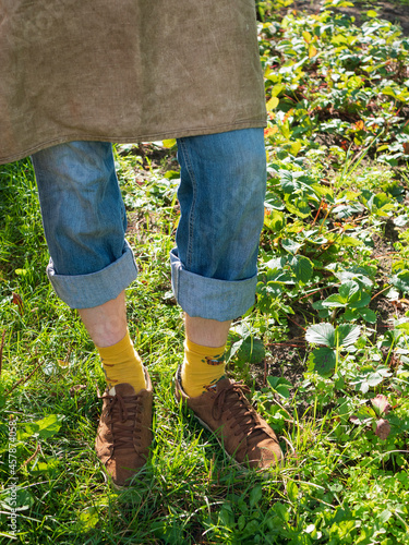 Gardener’s legs on the background of the strawberry plants. Cropped image of a man in the apron which is standing at the plantation
