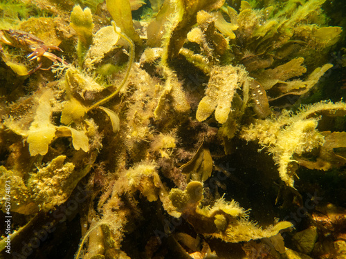 Closeup of Fucus vesiculosus, common names bladderwrack, black tang, rockweed, bladder fucus, sea oak, cut weed, dyers fucus, red fucus, and rock wrack. It was the original source of iodine photo