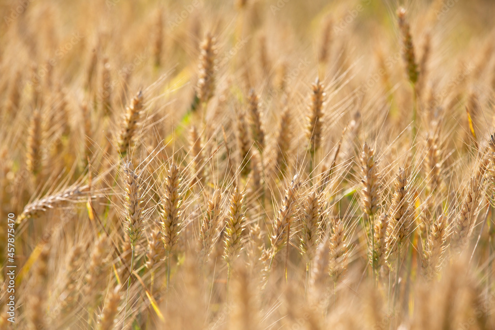 Fototapeta premium golden wheat field in summer evening