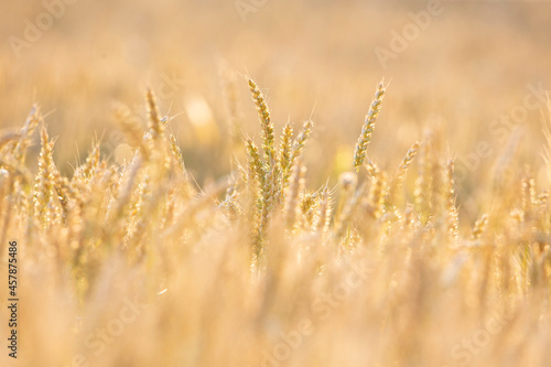 golden wheat field in summer © geoki