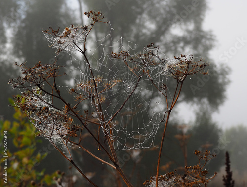 An openwork web in dew drops. Autumn landscape.