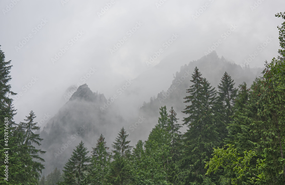 Foggy, summer forest with tall trees in the High Tatras Mountains Foggy, summer forest with tall trees in the High Tatras Mountains