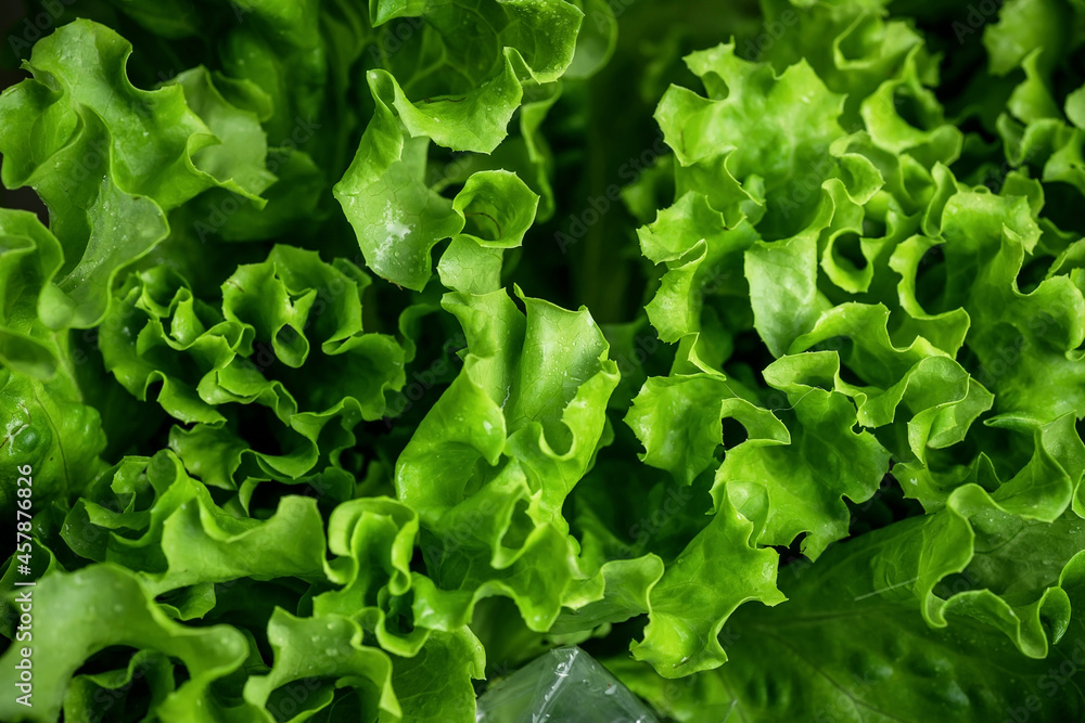 Natural green background. Lettuce leaves and other greens. Healthy food. Natural green background. Lettuce leaves and other greens. Healthy food.