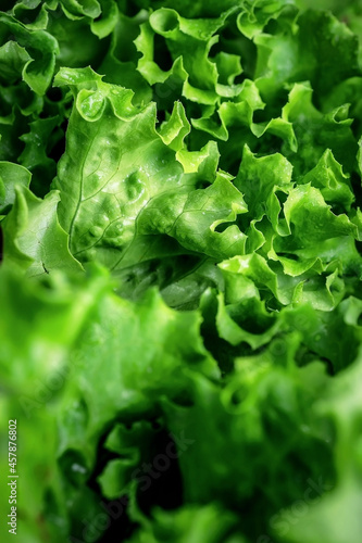 Natural green background. Lettuce leaves and other greens. Healthy food.