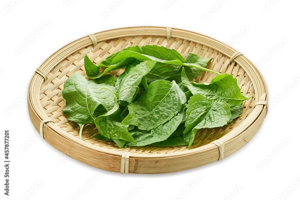 fresh indian tree basil leaves or Ocimum gratissimum in wood plate isolated on white background with clipping path. leaf, leaves, cutout fresh indian tree basil leaves or Ocimum gratissimum in wood plate isolated on white background with clipping path. leaf, leaves, cutout