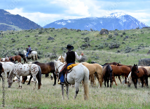 Cowboy in the saddle holding a lariat during a roundup of ranch horses in the mountains.