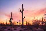 Saguaros in Arizona desert at sunset