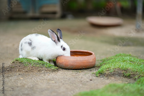 A little white rabbit drinking water in a pottery bowl