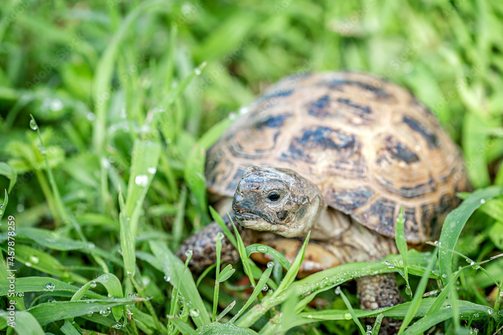turtle on a sunny day in the grass turtle on a sunny day in the grass