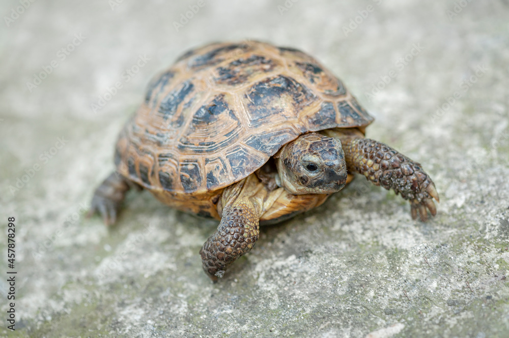 Close-up of a cute turtle on a neutral gray background Close-up of a cute turtle on a neutral gray background