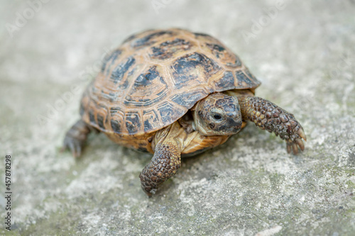 Close-up of a cute turtle on a neutral gray background