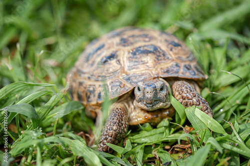 land turtle in green grass in summer