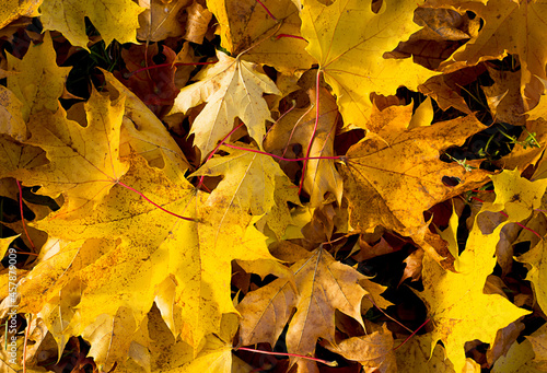 Abstract background of autumn maple leaves.