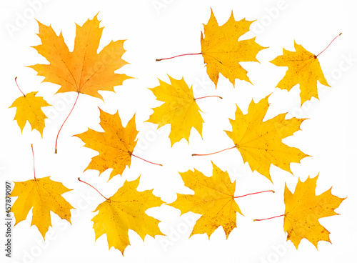 Yellow maple leaves isolated on a white background.