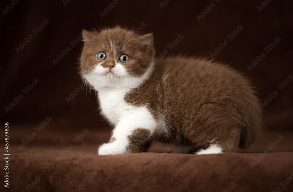 Luxus Katzen und Kitten edel und Imposant Odd eyed cinnamon und chocolate