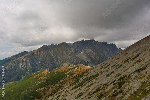 Foggy, summer forest with tall trees in the High Tatras Mountains