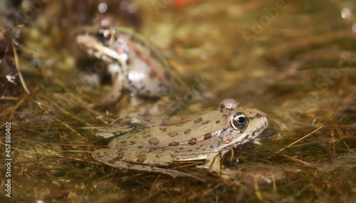 Young Marsh Frog in swamp, Pelophylax ridibundus