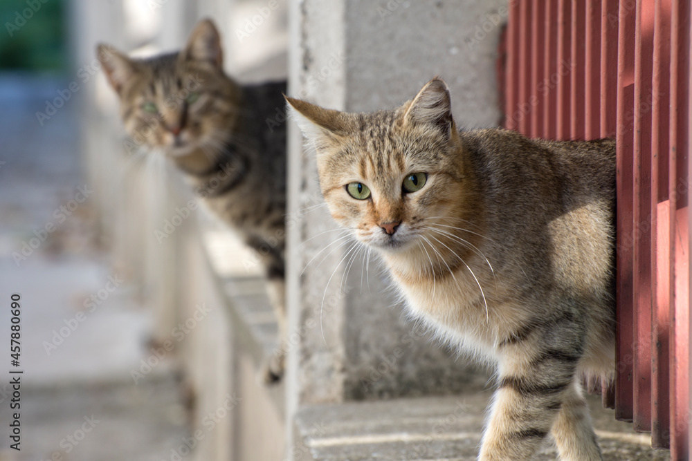 Stray cats look at the camera. Active cats in the city. World Cat Day