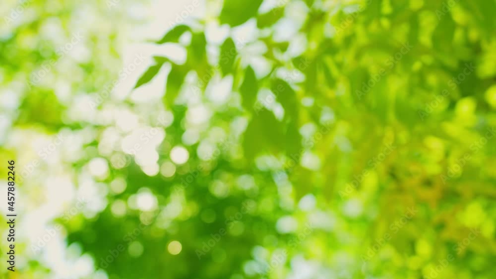 Beautiful sunny bright blurry natural 4k video bokeh background. Yellow, green and orange colourful vivid leaves and branches of trees isolated on clear blue sky background with magic sunshine sparkle Beautiful sunny bright blurry natural 4k video bokeh background. Yellow, green and orange colourful vivid leaves and branches of trees isolated on clear blue sky background with magic sunshine sparkle