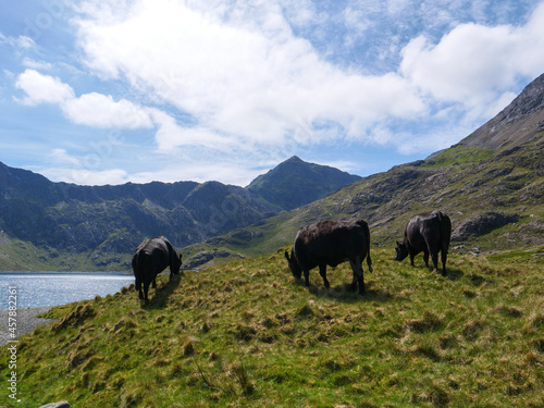 Three black cows eating grass on lakeside in Snowdonia mountains with Mount Snowdon in the background. photo