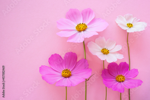 Pink background with white and pink cosmos flowers  space for congratulations text.