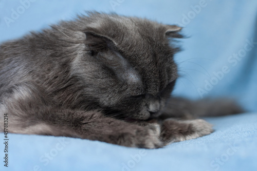 a gray cat licks a paw on a blue background