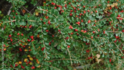 Cotoneaster red berry, bush with berry top view photo
