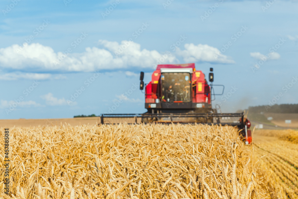 Fototapeta premium close-up ears of wheat at field and harvesting machine on background