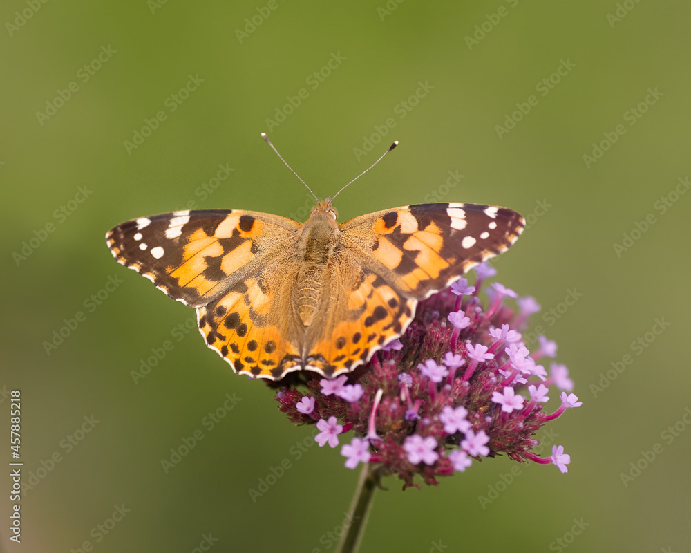 Thistle butterfly on verbena flower isolated on green background Thistle butterfly on verbena flower isolated on green background